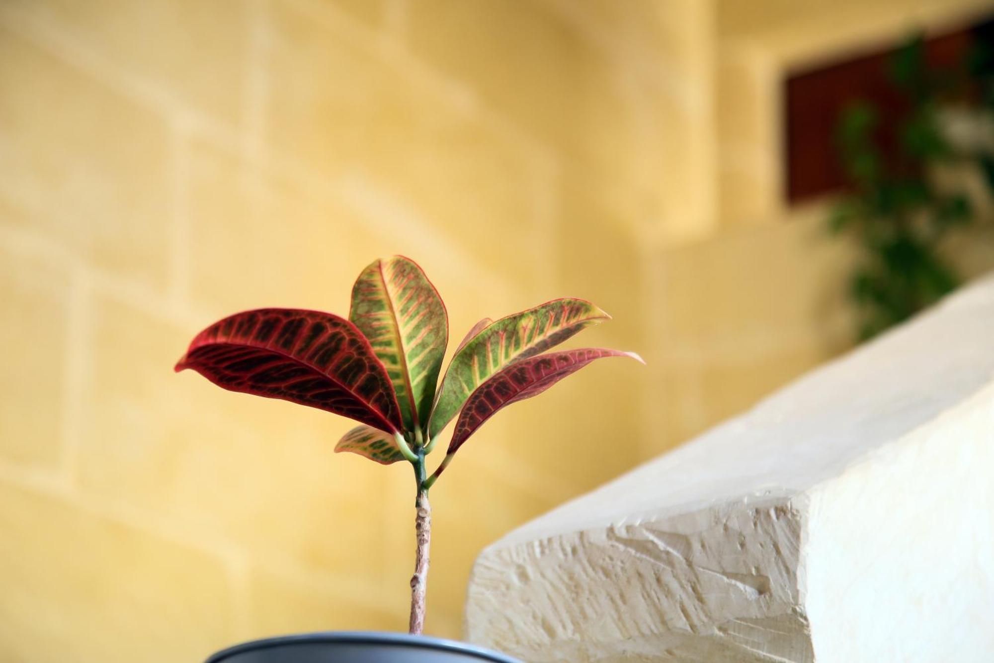 A La Maison B&B Xagħra Esterno foto